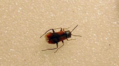 Réf. 136 535 : Anthocomus equestris
