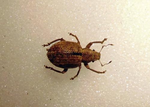 Réf. 136 831 : Strophosoma melanogrammum