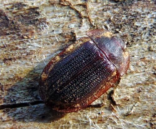 Réf. 136 880 : Peltis ferruginea
