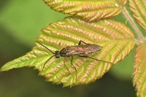 Tenthredopsis sp.