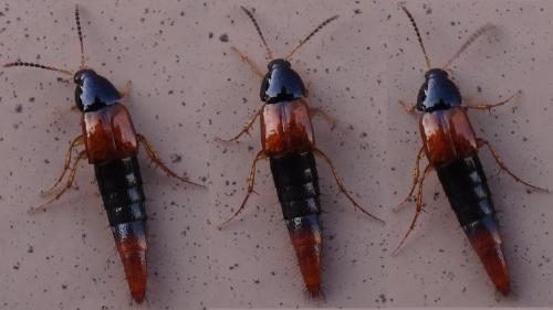 Bolitobius castaneus