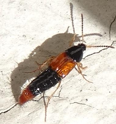 Bolitobius castaneus