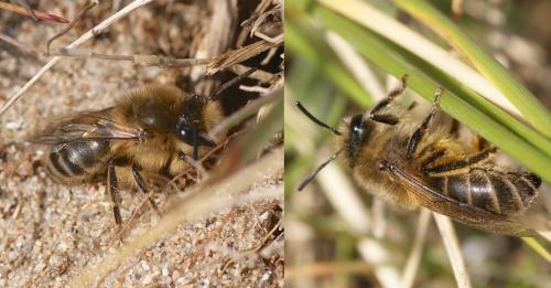 Réf. 136 525 : Colletes cunicularius
