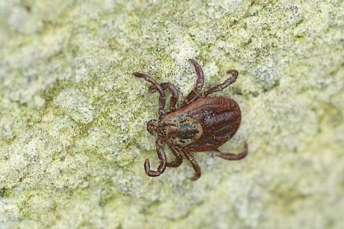 Réf. 136 730 : Dermacentor reticulatus
