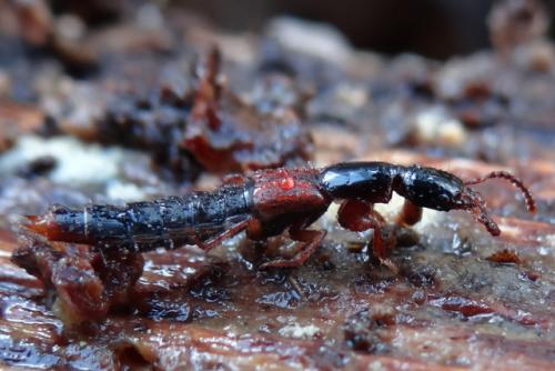 Othius sp.