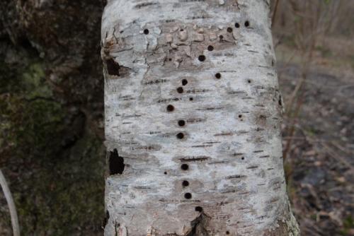 Scolytus ratzeburgii
