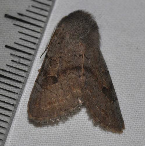 Réf. 136 846 : Orthosia populeti