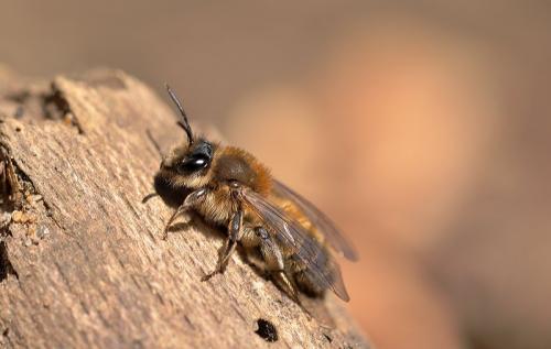 Andrena praecox