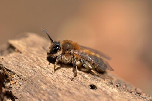 Andrena praecox