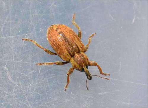 Réf. 136 963 : Hypera sp.