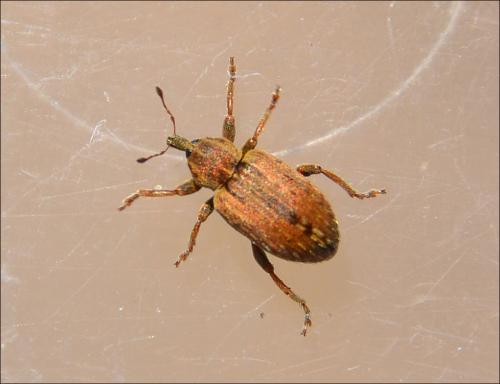 Hypera sp.