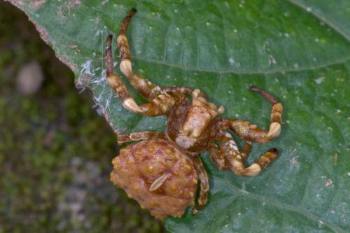 Phrynarachne sp.