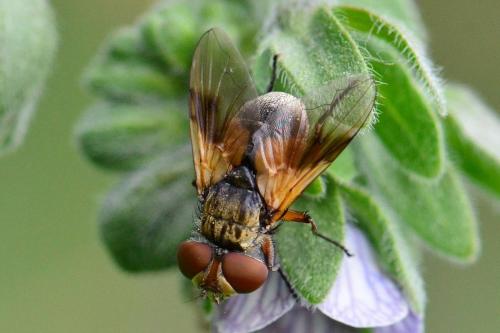 Réf. 136 873 : Ectophasia sp.