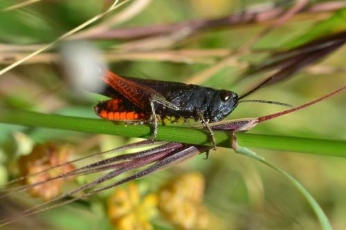 Omocestus rufipes