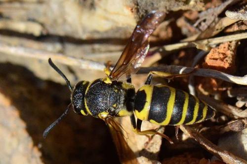 Euodynerus sp.
