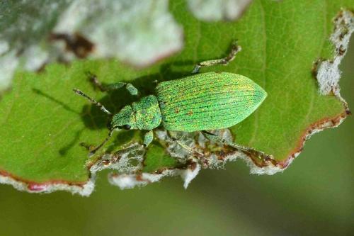 Réf. 136 736 : Polydrusus sp.