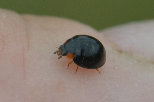 Parexochomus nigromaculatus