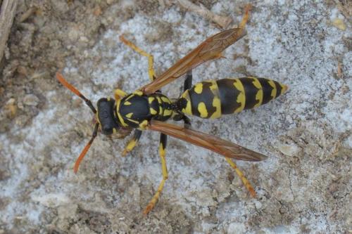Polistes dominula