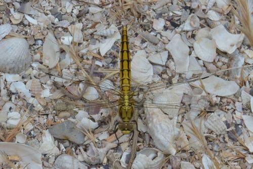 Orthetrum cancellatum