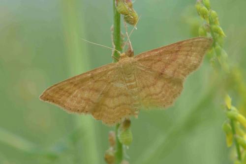 Idaea ochrata