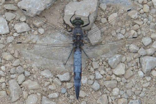 Orthetrum cancellatum
