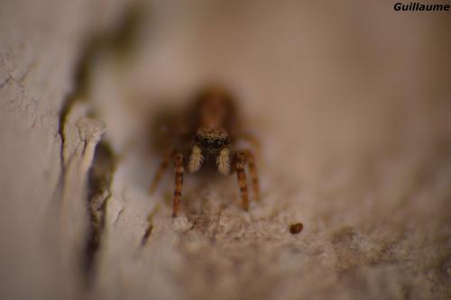 Pseudeuophrys lanigera