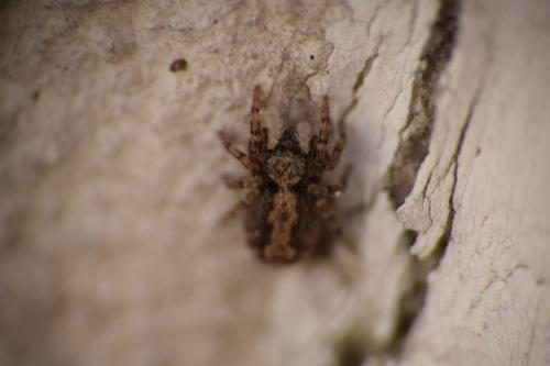 Pseudeuophrys lanigera