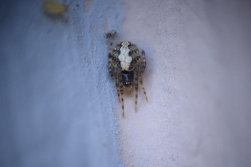 Theridion sp.