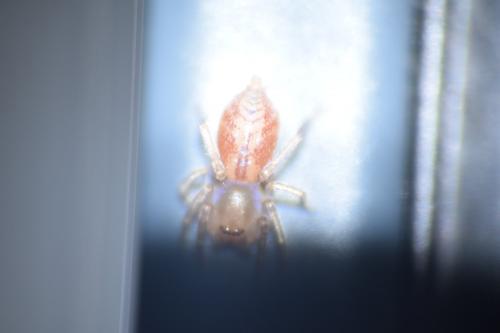 Réf. 136 789 : Clubiona comta