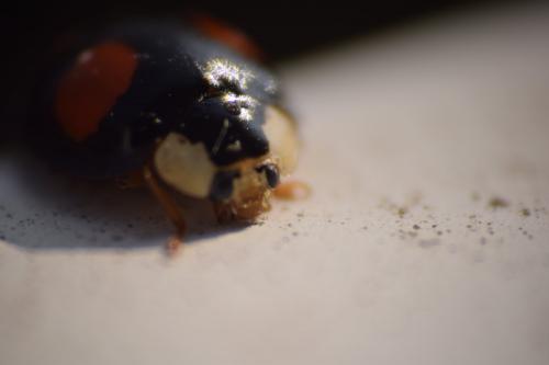 Harmonia axyridis