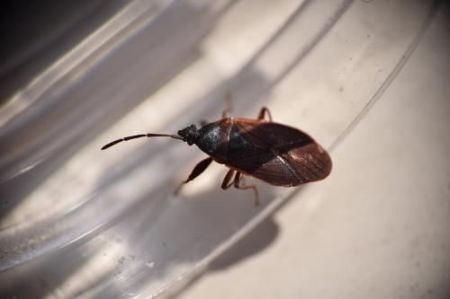 Gastrodes grossipes