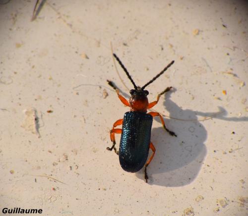 Oulema sp.