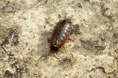 Réf. 136 489 : Philoscia muscorum