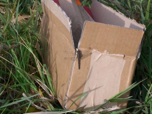 Réf. 136 725 : Sympetrum sp.