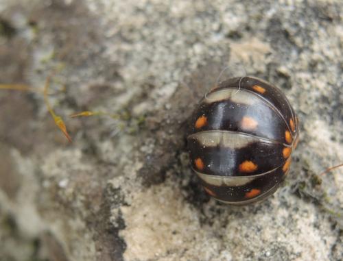 Glomeris sp.