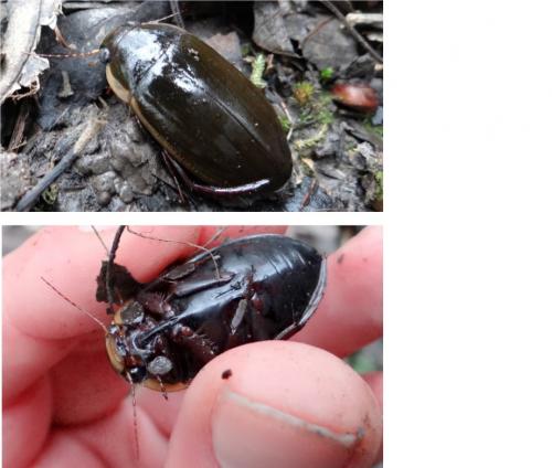 Dytiscus semisulcatus