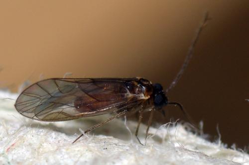 Réf. 136 781 : Elipsocus moebiusi
