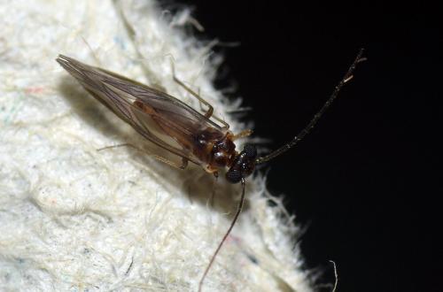 Réf. 136 782 : Elipsocus sp.