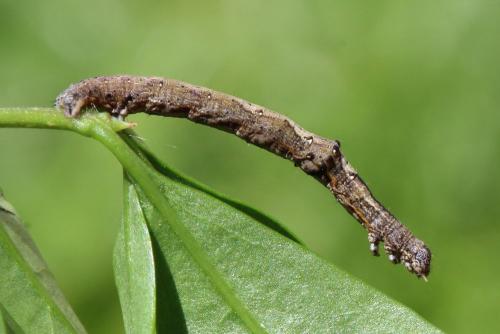 Epione repandaria