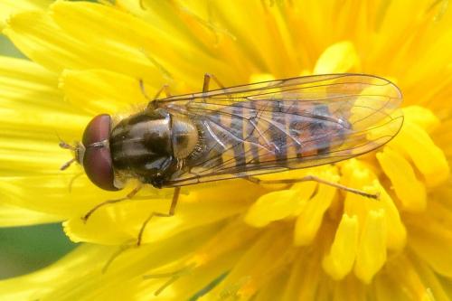 Episyrphus balteatus