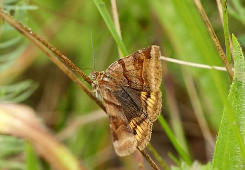 Réf. 136 812 : Euclidia glyphica