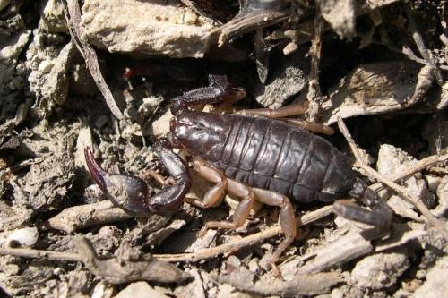 Euscorpius sp.