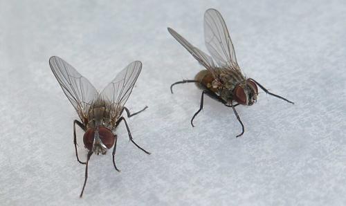 Fannia canicularis