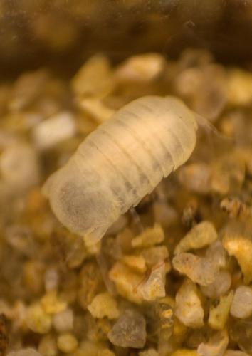 Faucheria faucheri