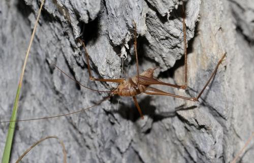 Dolichopoda azami