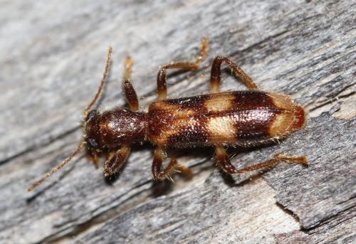 Opilo mollis