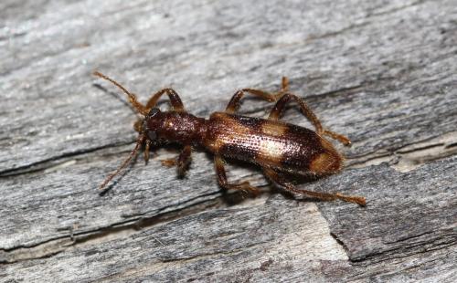 Opilo mollis