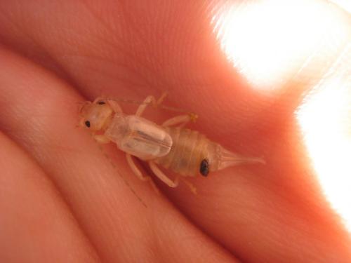 Forficula auricularia