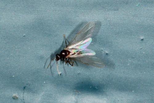Réf. 136 103 : Lasius sp.