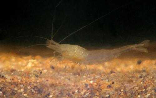 Réf. 136 084 : Gallocaris inermis